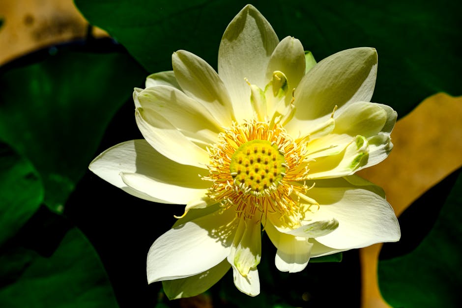 Close-up of a vibrant white lotus flower in bloom, captured outdoors in natural sunlight.