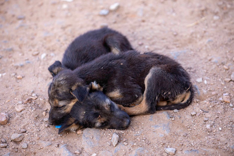 Two adorable puppies sleeping on a sandy ground, showcasing cuteness and companionship.