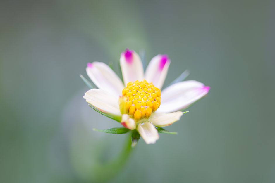 Macro shot of a delicate white and purple flower with a yellow center, captured in Costa Rica.